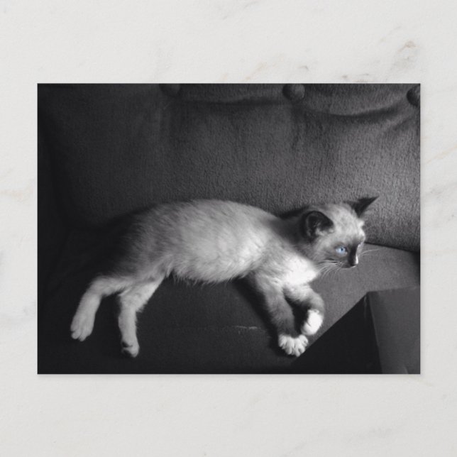 Tarjeta de envío de gatitos (Anverso)