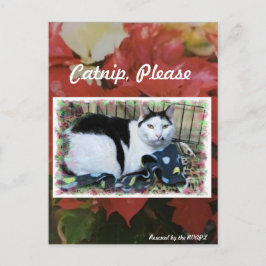 Tarjeta de envío de Navidades de gato