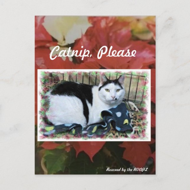 Tarjeta de envío de Navidades de gato (Anverso)