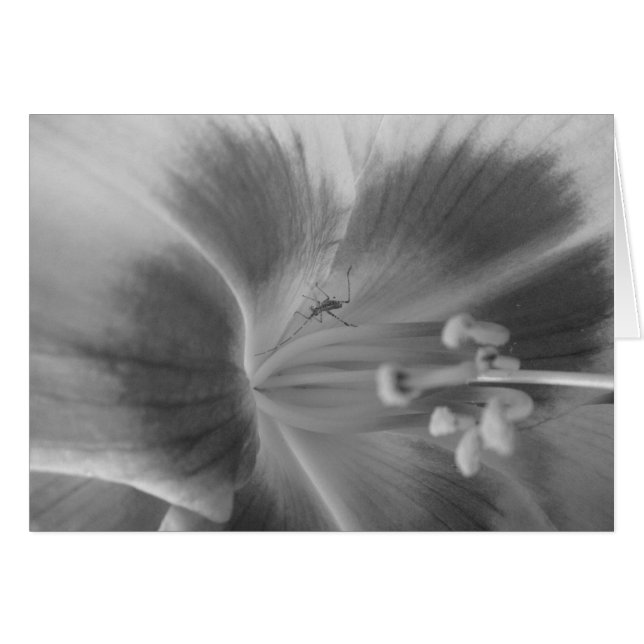 Tarjeta de error oculta (Anverso (Horizontal))