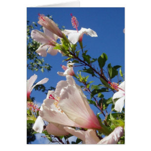 Tarjeta de escena de Hibiscus