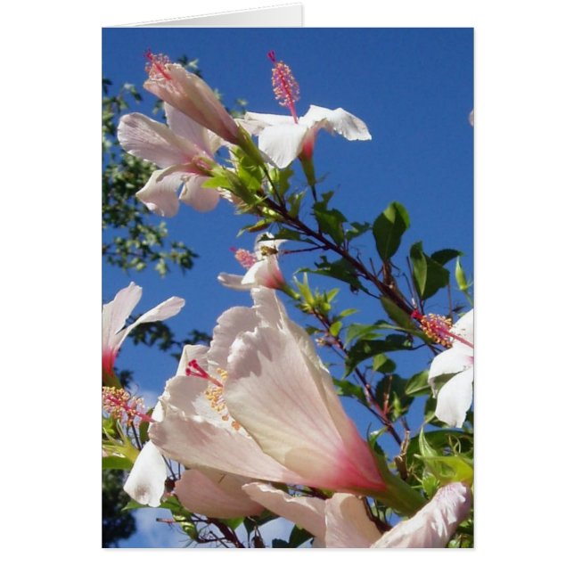 Tarjeta de escena de Hibiscus (Frente)