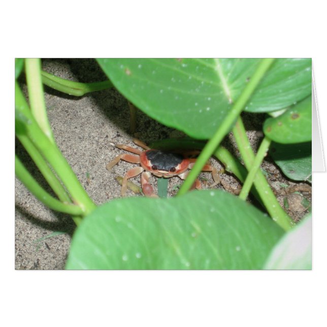 Tarjeta de escondite de cangrejo (Anverso (Horizontal))