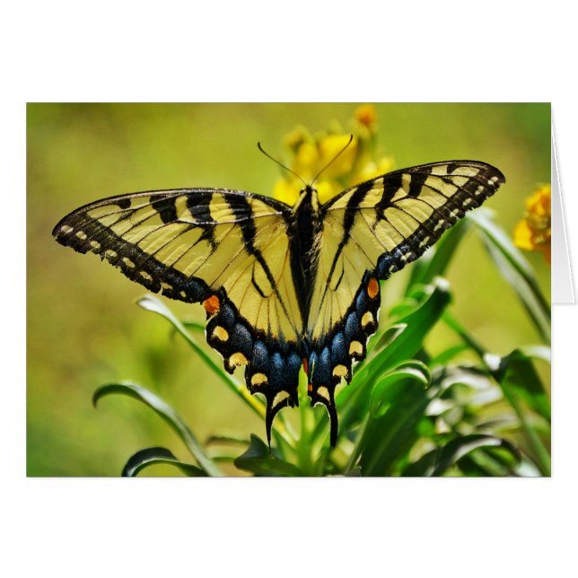 Tarjeta de escritura de mariposa amarilla números  (Anverso (Horizontal))