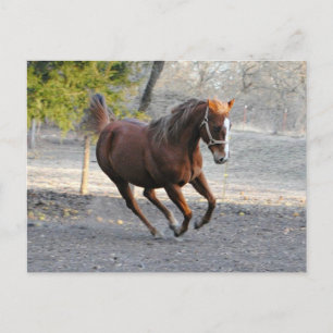 Tarjeta de estrella de caballo