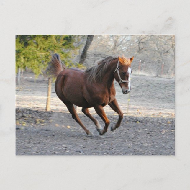 Tarjeta de estrella de caballo (Anverso)