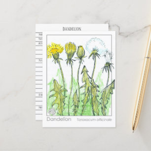 Tarjeta de estudio Dandelion Materia Medica para p