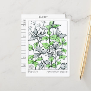 Tarjeta de estudio de hierbas aromáticas de la Mat