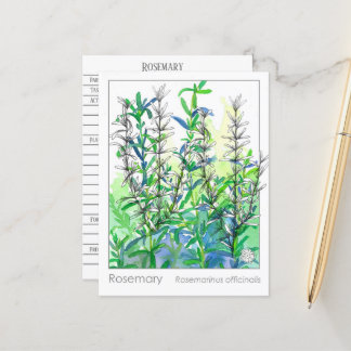 Tarjeta de estudio de hierbas aromáticas de la pla