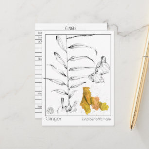 Tarjeta de estudio de hierbas Ginger Materia Medic