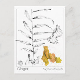 Tarjeta de estudio de hierbas Ginger Materia Medic