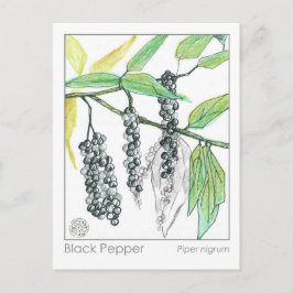 Tarjeta de estudio de hierbas medicinales Materia