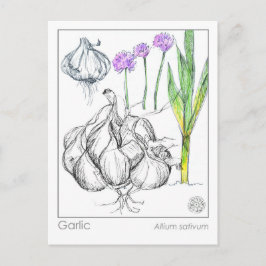 Tarjeta de estudio de hierbas para la planta de aj