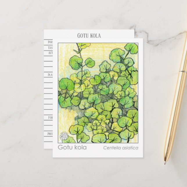 Tarjeta de estudio de la hierba de Gotu Kola (Anverso/Reverso In Situ)