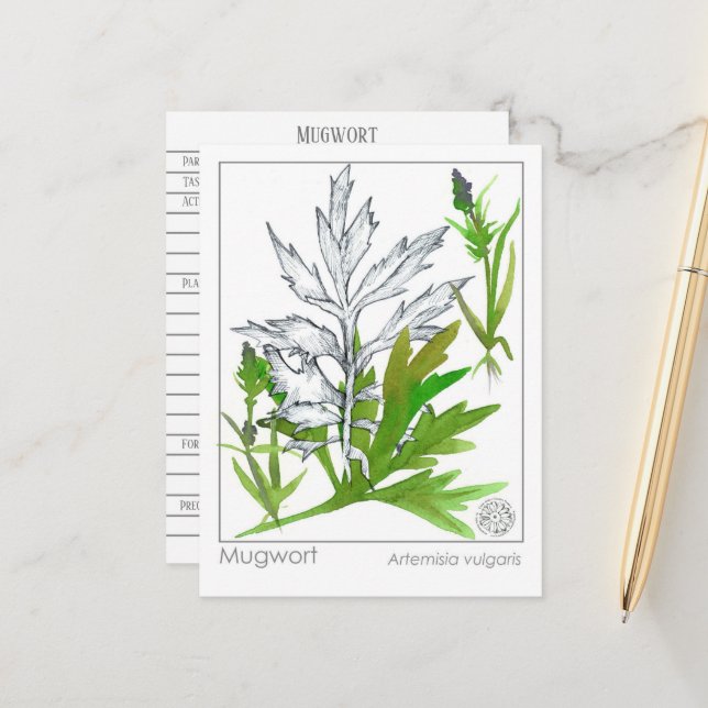 Tarjeta de estudio de la hierba medicinal de Mater (Anverso/Reverso In Situ)