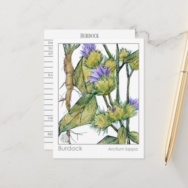 Tarjeta de estudio de la planta vegetal herbárica  (Anverso/Reverso In Situ)