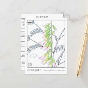 Tarjeta de estudio Herb Materia Medica Plantas Ast