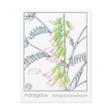 Tarjeta de estudio Herb Materia Medica Plantas Ast