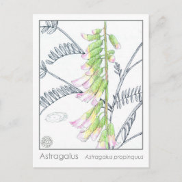 Tarjeta de estudio Herb Materia Medica Plantas Ast