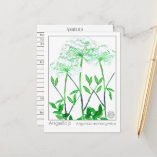 Tarjeta de estudio herbal Angelica Materia Medica