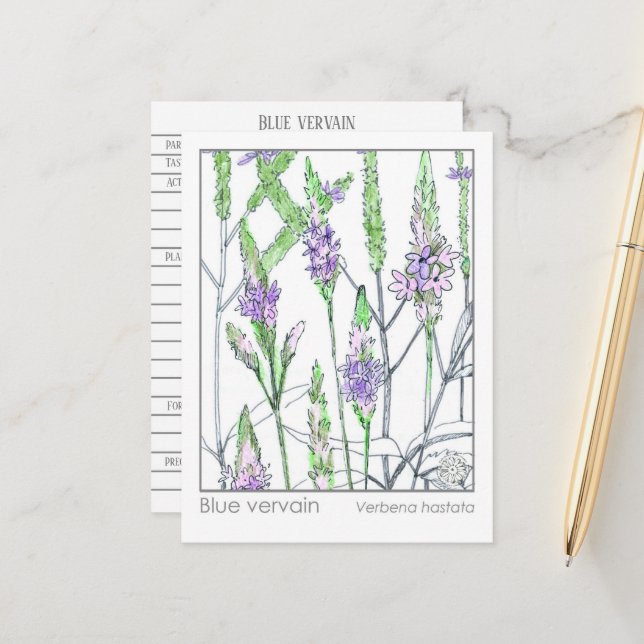 Tarjeta de estudio herbal Blue Vervain Materia Med (Anverso/Reverso In Situ)