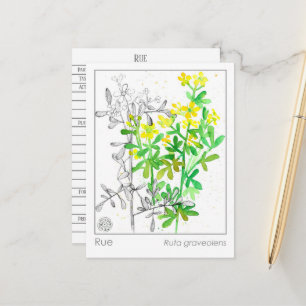 Tarjeta de estudio herbal de la planta de Materia 