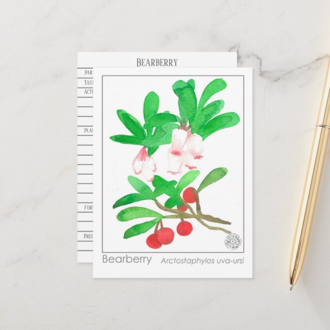 Tarjeta de estudio herbal de Medica Materia Bearbe (Anverso/Reverso In Situ)