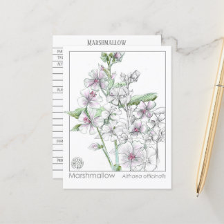 Tarjeta de estudio herbal Marshmallow Materia Medi