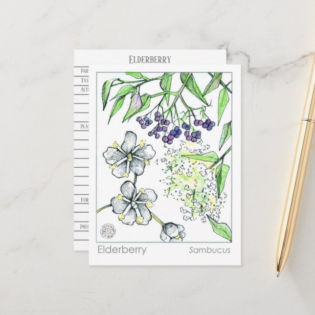 Tarjeta de estudio herbal Materia Medica Elderberr (Anverso/Reverso In Situ)