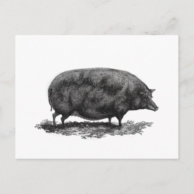 Tarjeta de extracción de cerdo de cosecha de vinta (Anverso)