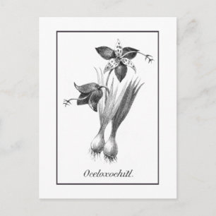 Tarjeta de extracción de flores de tigre de época