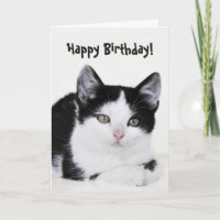 Tarjeta de felicitación a gatito blanco y negro