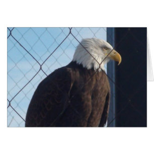 Tarjeta de Felicitación Águila Americana