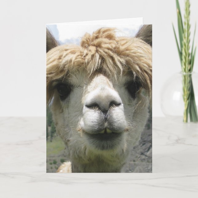 TARJETA DE FELICITACIÓN ALPACA EN BLANCO (Anverso)