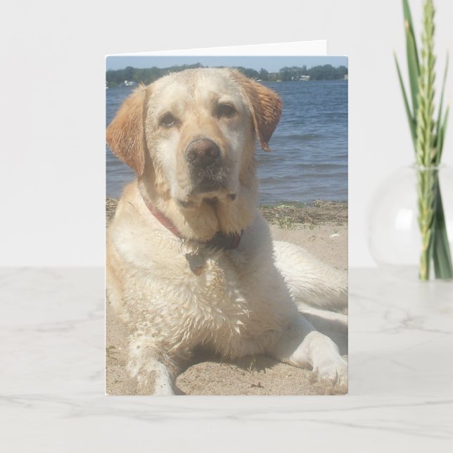 Tarjeta de felicitación amarilla del labrador (Anverso)