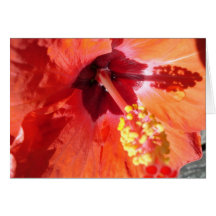 Tarjeta de felicitación Amarylis