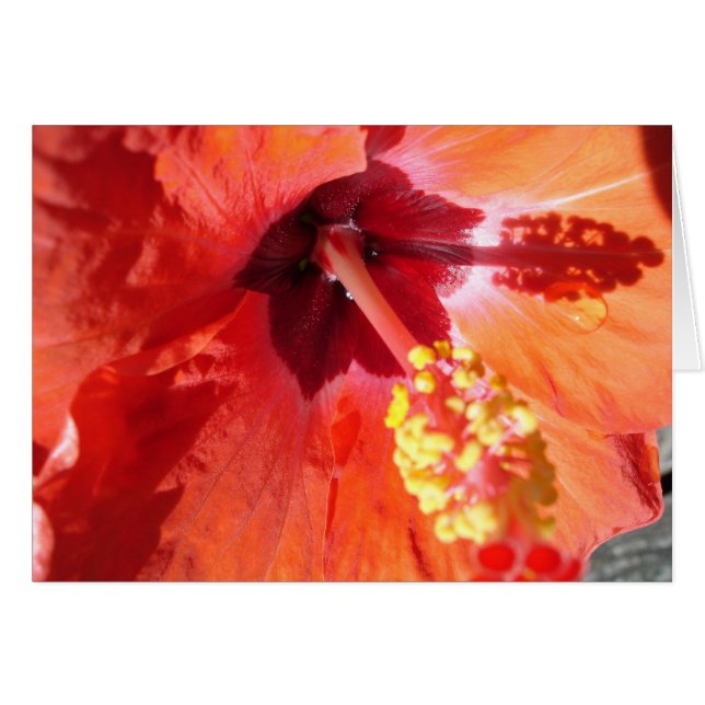 Tarjeta de felicitación Amarylis (Anverso (Horizontal))