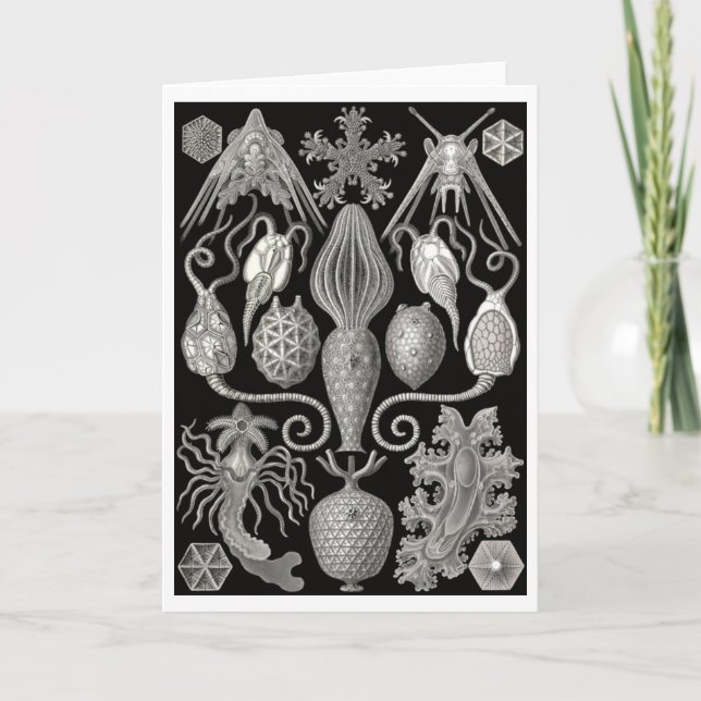 Tarjeta de felicitación "Amphoridea; o, Star-Anima (Anverso)