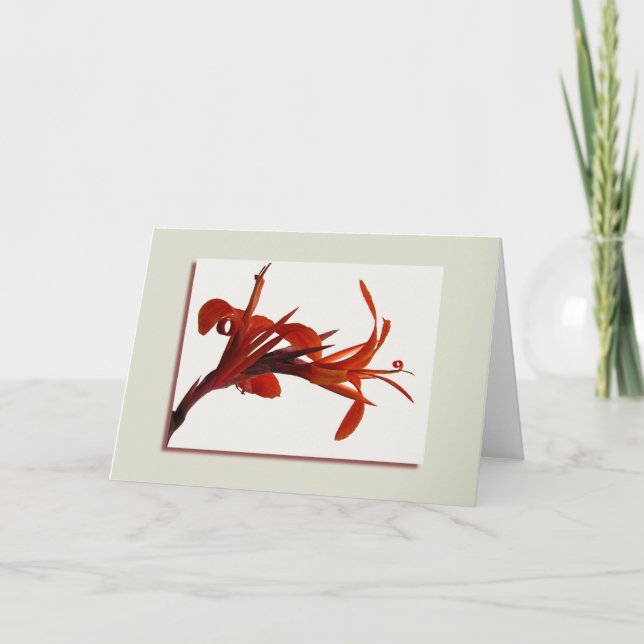 Tarjeta de felicitación anaranjada de Canna (Anverso)