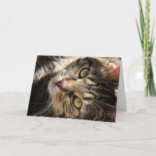 Tarjeta de felicitación - asolear el gato