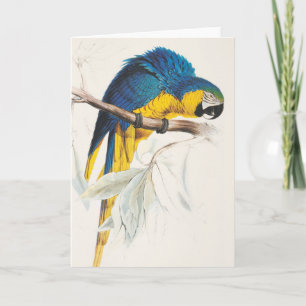 Tarjeta de felicitación azul y amarilla del Macaw