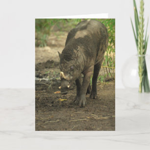 Tarjeta de felicitación Babirusa