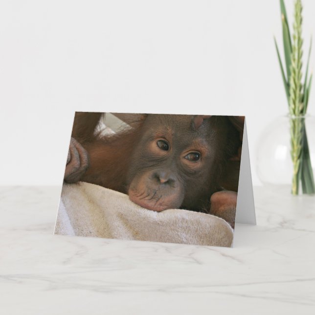 Tarjeta de felicitación Baby Chimp (Anverso)