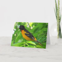 Tarjeta de felicitación Baltimore Oriole