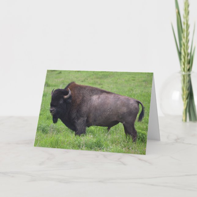 Tarjeta de felicitación Bison Buffalo Wildlife (Anverso)