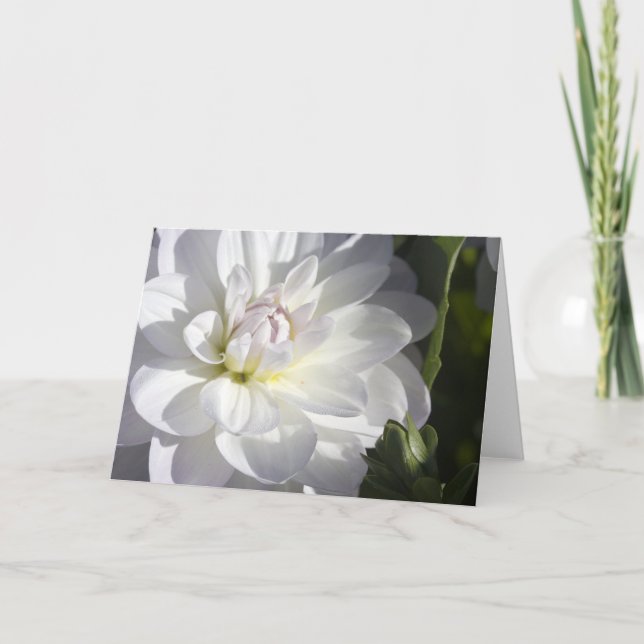 Tarjeta de felicitación blanca de la dalia (Anverso)