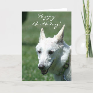 Tarjeta de felicitación blanca del pastor alemán