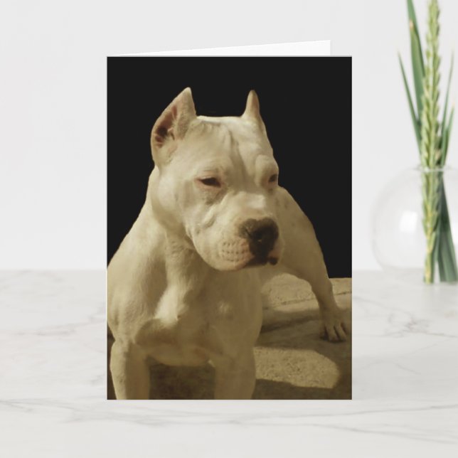 Tarjeta de felicitación blanca del pitbull (Anverso)