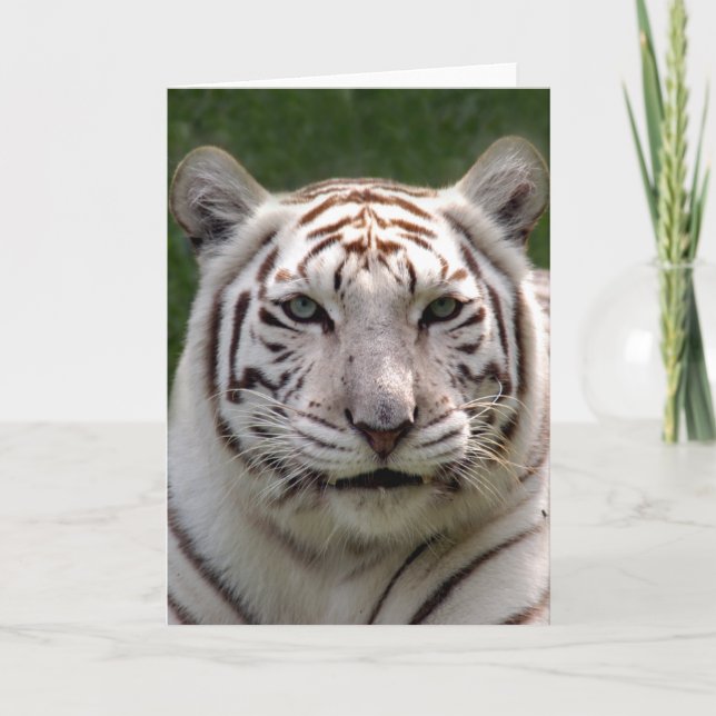 Tarjeta de felicitación blanca del tigre (Anverso)