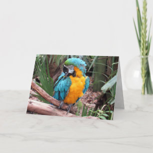 Tarjeta de felicitación Blue and Gold Macaw (4436)